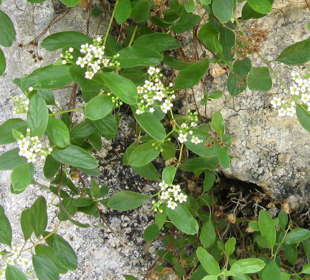 Spiraea decumbens / Spirea di Hacquet